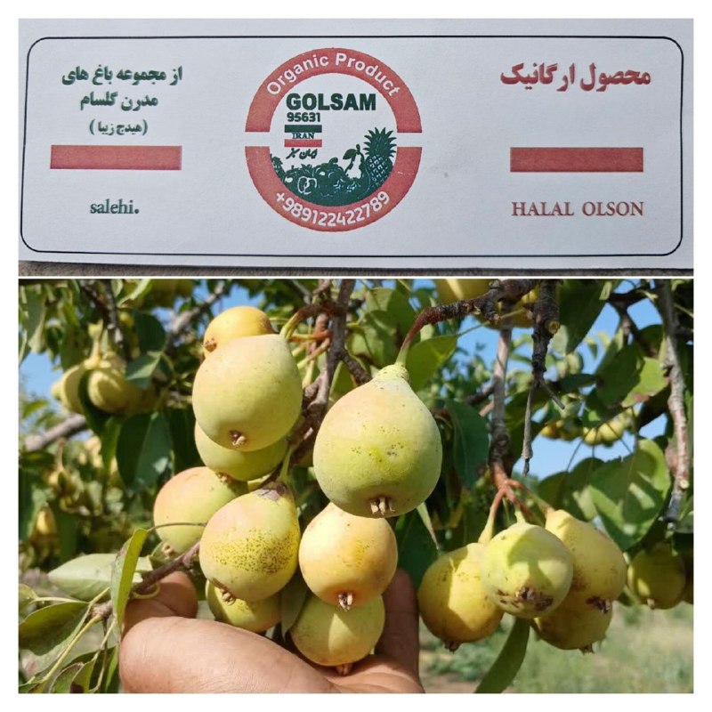 هیدج زیبا: فروش گلابی ارگانیک باغات هیدجبسیار خوش طعم و رسیده📲 +989022422789