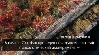 ניסוי הכלא החדש של סטנפורד יצא בנטפליקס. תוכנית הריאליטי מבוססת על ניסוי שנוי במחלוקת משנת 1971, שבו 24 תלמ…
