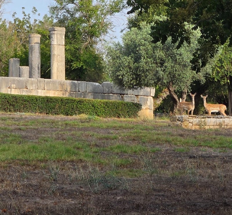 מבזקן 12