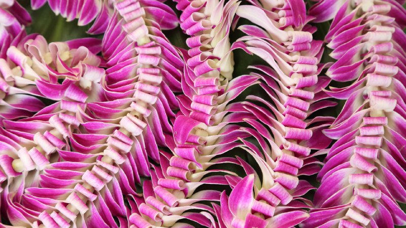 夏威夷的花环节夏威夷花环 (© Jotika Pun/Shutterstock)