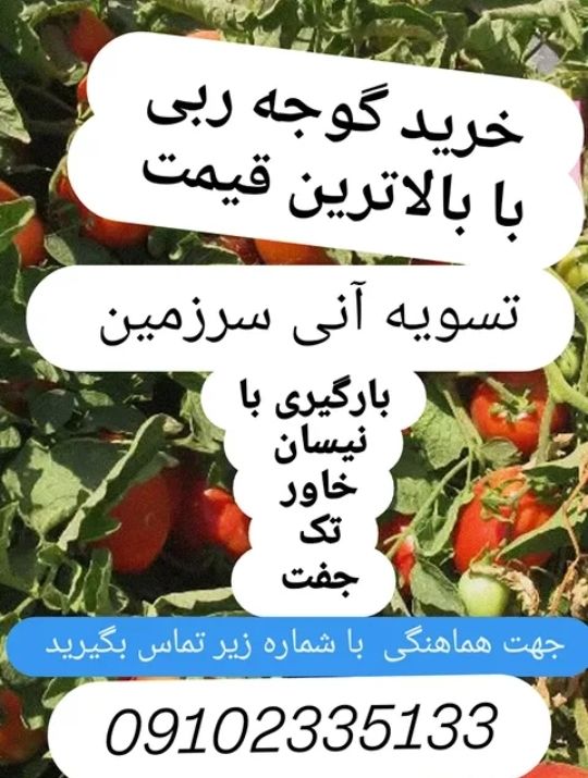 کانال گیان (بهشتی از ایران زمین ): #تبلیغاتخرید گوجه ربی نقدی سر زمینبا بهترین قیمتکرایه با خودمبا سبد و فله اینیسان خاور تک دهچرخ 09102335133