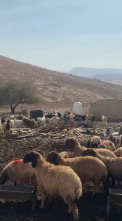مستوطنون ينفذون جولات استفزازية في خربة سمرة بالأغوار الشمالية