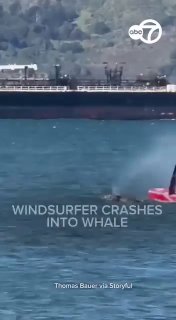 Серфингист столкнулся с китом в заливе Сан-Франциско — к счастью, с обоими представителями животного мира всё хорошо.В этой местности обитает шесть редких серых гигантов и федзакон США запрещает приближаться к ним менее, чем на сто ярдов (91,5 метра). Они 