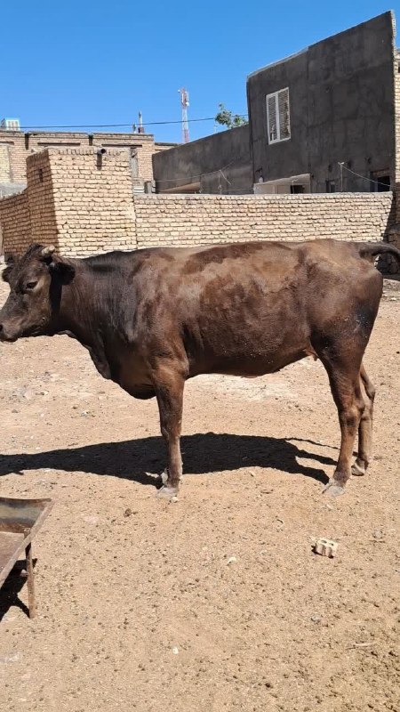 بازاردام خراسان | bazar_dam: سلام فروش دو عدد تلیسه نژاد دار سنگین ابستنسیاه یکماه ب زایمان سیمیتال دو ماه ب زایمانفی دانه ۲۸۰ بسیار آرام و سالم سرحا