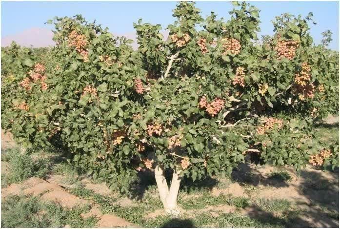 سرایان20: 📣 پسته شما را خریداریم قابل توجه کشاورزان محترم پسته کال (سبز) شما را خریداریم.مهدی سلیمی. رضاسعادت نیا 09155340182آدرس: