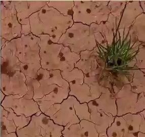 That fresh smell after rain is called petrichor.When raindrops hit dry soil, they release plant oils and geosmin from bacteria, creating that rich, earthy scent.Science and facts💡