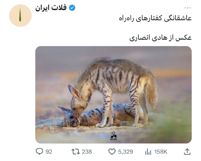 متن طلایی و کلیپ زیبا🖤: کفتار عاشقانگی داره ولی من نه