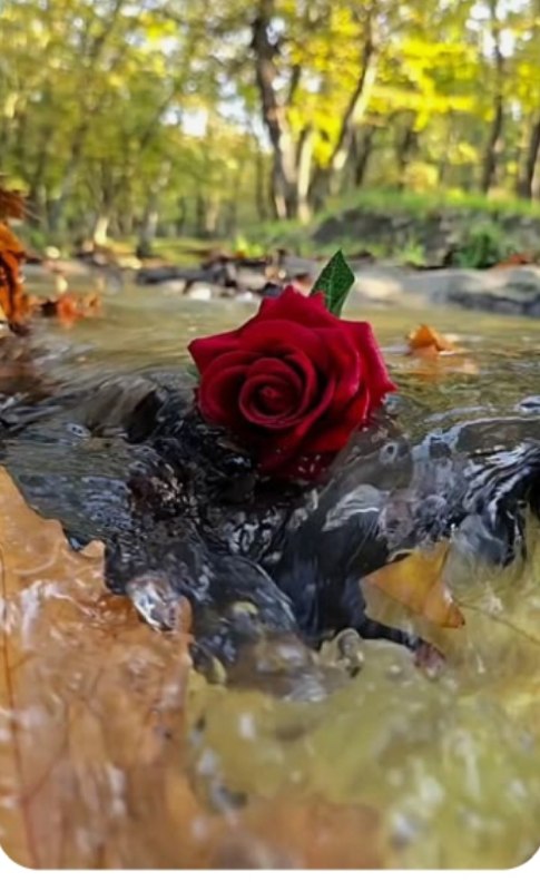 ترنم احساس🌺🍃: به زندگی فکر کن ولی برای زندگی غصه نخور.دیدن حقیقت است ولی درست دیدن، فضلیت.ادب خرجی ندارد ولی همه چیز را میخرد.با شروع 