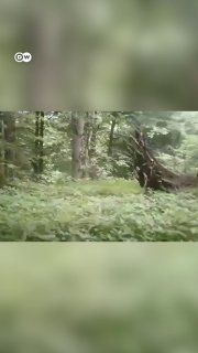 🎥 Three brown bears in Hyrcanian forests