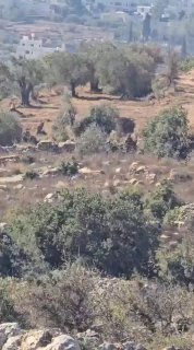 מתנחלים כרתו עצי זית רומיים בני מאות שנים בסמוך למאחז ההתנחלות שהוקם לפני חודשיים באזור "כפראנה", מערבית לע…