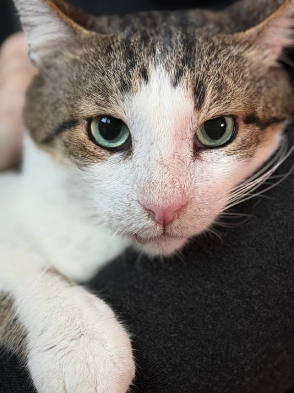 Харизматичный Валли ищет свой forever home 🏠 — фото 1