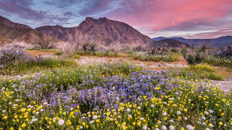 Where is this colorful desert?Anza-Borrego Desert State Park, California (© Stephen Matera/Tandem Stills + Motion)