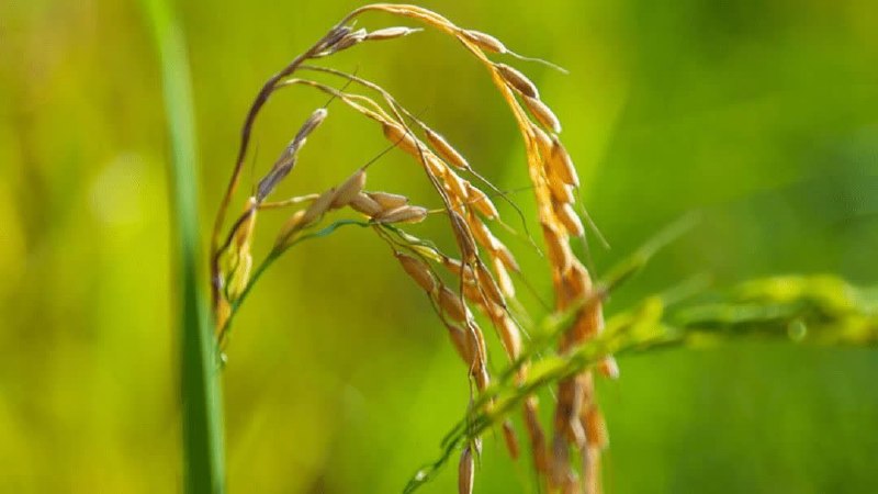 کانال بابل شهر بهار نارنج: آغاز خوشهدهی ۱۰۰ هزار هکتار از مزارع رتون و دوباره نشای مازندران🔹مدیر حفظ نباتات جهاد کشاورزی مازندران: برداشت ارقام مح