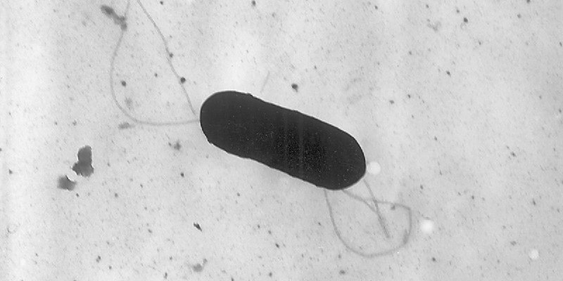 Listeria outbreak sickens at least 10 in California and Nevada
