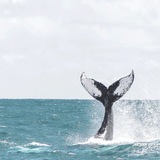 Thetis