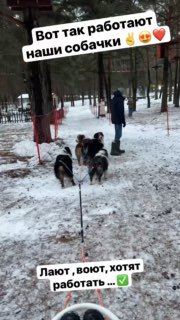 Собаки нашего питомника любят : — свои самые лучшие семьи ❤️- побеждать на выста…