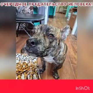 @help_animal41 posted a video