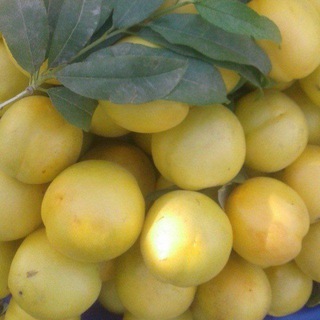Surhondaryo agro mevali ko'chatlari