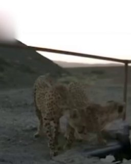 ארגון הגנת הסביבה של מחוז סמנאן פרסם סרטון של בני הדור השלישי של Madheuzpang "Khorshid" לאחר 19 חודשים ללא…