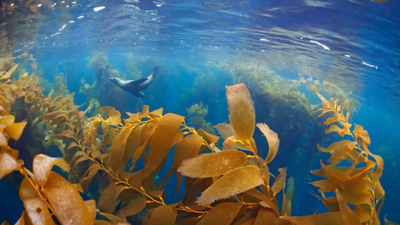 The forests of the seaCalifornia sea lion in a forest of giant kelp, Baja California, Mexico (© Claudio Contreras/Minden Pictures)