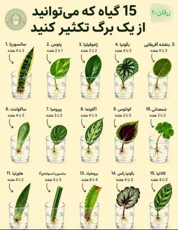 زرقان۲۰: 🔸۱۵ گیاه که می‌توانید از یک برگ تکثیر کنید#کانال_خبری_و_اطلاع_رسانی_زرقان_زرقان۲۰