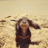 🐾dachshunds play🐾 {РЕСТ