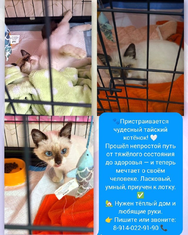 Пристраивается чудесный тайский котёнок!

V Прошёл...