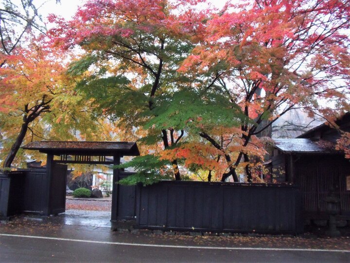 角館武家屋敷的楓葉&櫻花