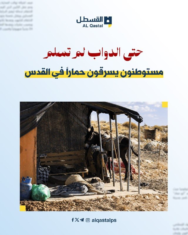 مستوطنون يسرقون حماراً من تجمع معازي في القدس