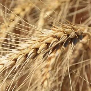 RUSIAN WHEAT, CORN, BARLEY AND OTHER CORN PRODUCTS BUY / SELL EXPORT / IMPORT Telegram Group Link
