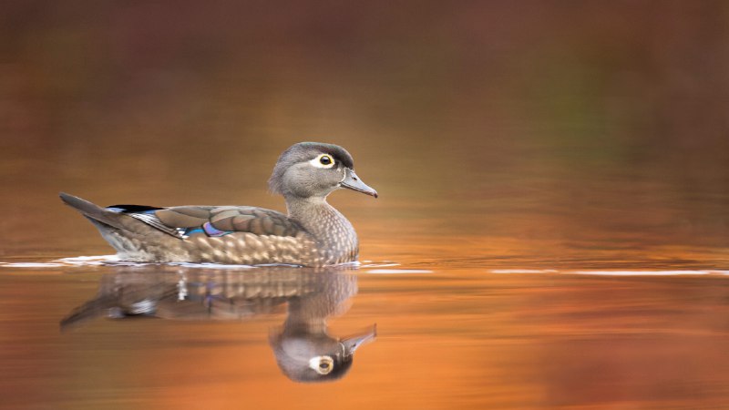 Nest stop, Mexico!Wood duck hen (© ps50ace/iStock/Getty Images)