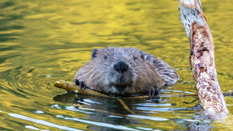 One stick at a timeBeaver, Germany (© Andyworks/Getty Images)