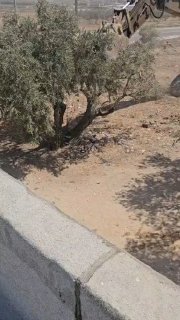 جرافات الاحتلال تقتلع أشجار زيتون من أراضي عرابة شمال جنين