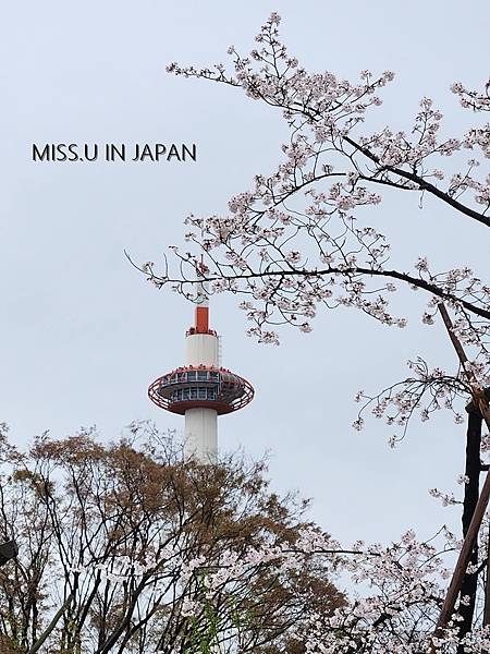 【日本關西】-京都櫻花季超推-超美浪漫夜櫻 清水寺