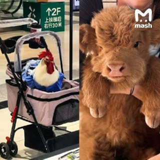 Уличных голубей в качестве домашних животных массово заводят американцы, петухов — китайцы, а французы — карликовых коров. Собрали для вас подборку с трендами на необычных питомцев по всему миру с фотками в MAX.