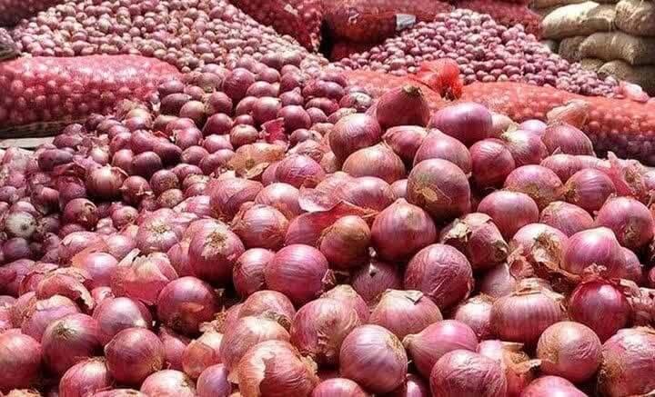Iran Agriculture News: ♦️法尔斯省洋葱出口持续扩大 🔰法尔斯省今年7月至8月向土耳其出口8300吨洋葱，共计366批。所有出口产品均经过卫生检查、植物检疫、农场检查和实验室检测，出口工作将在优先保障省内需求的前提下持续至9月底。 zh.maj.ir/Xu4k↪️