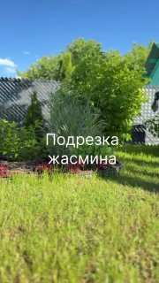 Строю из себя ландшафтного дизайнера Подрезала жасмин, по-моему вышло симпатично Только теперь перед ним хочется поставить какой-то декор. Есть иде... - изображение 4 - строю, себя, ландшафтного
