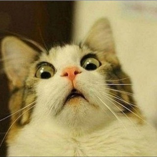 Funny Cats, Dogs Video Telegram Group Link