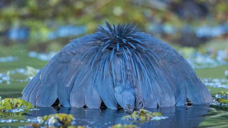 Umbrella maneuverA black heron canopy feeding, Chobe National Park, Botswana (© Paul Souders/Minden Pictures)