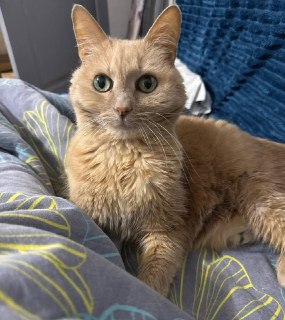 Кот Барсик, которого бросили в московском аэропорту, обрел новых хозяев, рассказала телеканалу «360» сотрудница аэропорта, которая брала животное на передержку. «Барсику нашли новый дом. У него все замечательно, адаптация проходит очень хорошо. Забрала его