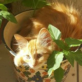 лавка света