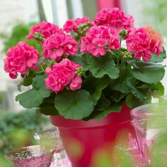 🌼 مهـــ❤️ـــربانی ها 🌼: سلام دوستان خوبم🎉صبحتون بخیر😊🌱🌺🍃🌺🍃🌺🌱👉 @Mehrabani_ha