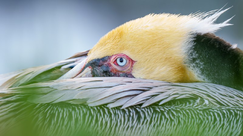 Pouch perfectBrown pelican, San Diego, California (© Arthur Morris/BIRDS AS ART/Getty Images)