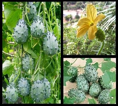 صفرتاصدکشاورزی💯✅: خربزه شاخدار✅❇️کانال صفرتاصدکشاورزی👇👇@agriengineer✅https://t.me/+P3Pb5GnDQD1MPDH0خربزه شاخدار✅❇️کانال صفرتاصدکشاورزی👇👇@a
