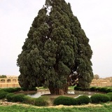 سَرو زیرِ آب