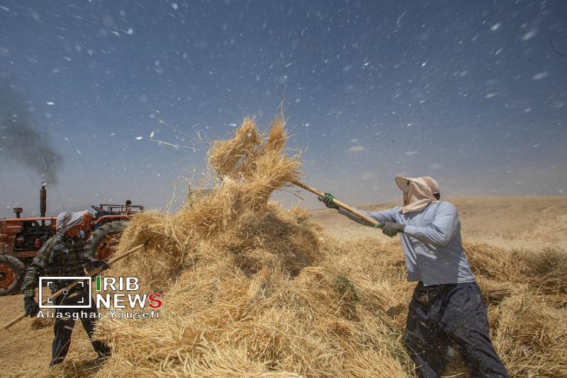 Next week another 100 thousand billion tomans will be paid from the demands of the wheat farmers