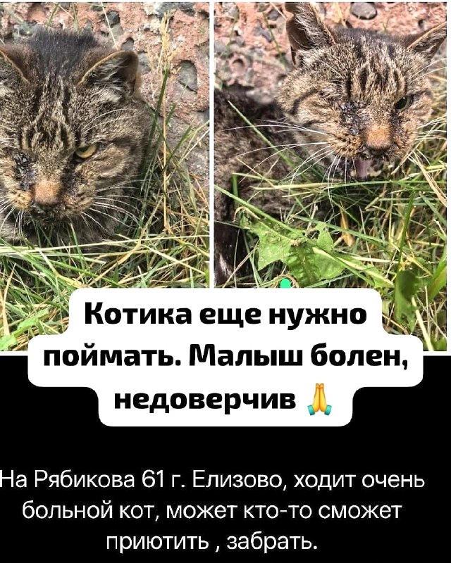 СРОЧНО!

Нужен автоволонтёр для спасения...