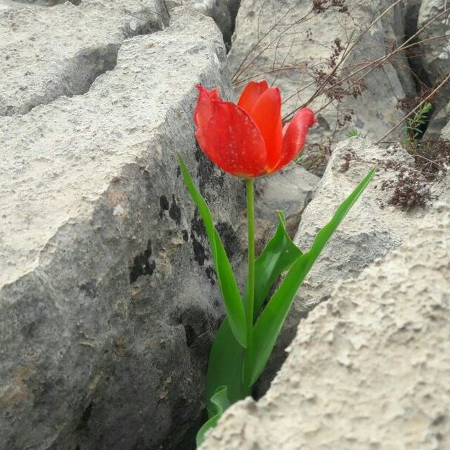 Lalun(لالون)Lalehgoon: 📚⚘️غمینم ز اندوهتچون من اندوهِ تو رامی شناسمواژه واژه لمسش کرده اماندوهناکی غمگینیدر دلتنگی دلملانه گزیدهکه ستمی ست بسیا