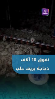 כתוצאה מהשטפונות התרחשו אבדות גדולות בחוות עופות באזור אלחפסה באזור הכפרי של חלב. כדי לעקוב אחר החדשות וההת…