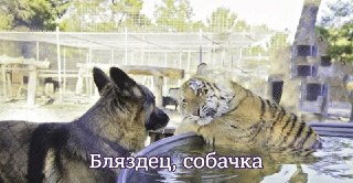 В вакцине «Мультикан-8» обнаружили живой вирус болезни Ауески, вызвавший гибель собакЕго выявили в образцах 20-й серии препарата, отобранных в Ярославской области, сообщил Россельхознадзор. Исследование подтвердило связь между применением этой партии вакци